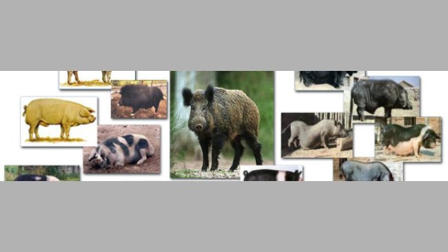 Variazione fenotipica