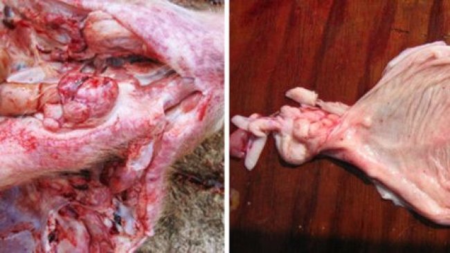Foto 1. Necroscopia di un suino da ingrasso colpito: notare le emorragie nei gangli faringei e nella vescica.