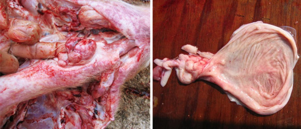 Foto 1. Necroscopia di un suino da ingrasso colpito:&nbsp;notare le emorragie nei gangli&nbsp;faringei e nella vescica.
