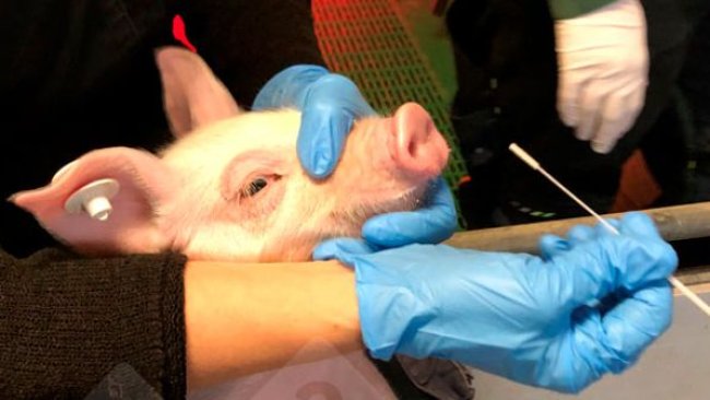 Immagine 1: Campionamento di un suinetto mediante tampone nasale (a sinistra). Tampone nasale in un mezzo protettivo per il virus (a destra).