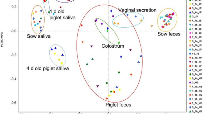 Figura 2. Risultati dell'analisi PCoA della diversità microbica dei campioni di suini Jinfen White e Mashen. Risultati dell'analisi delle coordinate principali (PCoA) della saliva della scrofa e del suinetto, dell'ambiente dell'ambiente parto, delle feci della scrofa e del suinetto, del colostro e della secrezione vaginale della scrofa. La coordinata principale 1 (PC1) rappresenta la quantità del microbiota, la coordinata principale 2 (PC2) rappresenta l'uniformità della comunità microbica.