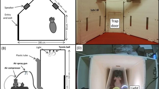 Fig 1. Panoramica dell'arena di prova e dell'apparato.
(A) Schizzo dell'arena di prova vista dall'alto, compreso l'apparato e gli altoparlanti; (B) Schizzo dell'apparato visto di lato, compresa la telecamera, la luce, il tubo di plastica e il passante. In una topografia laterale,  il materiale utilizzato per le punizioni, inclusa la pallina da tennis legata ad una lenza, il compressore d'aria con una pistola ad aria compressa e una pistola a spruzzo d'acqua; (C) Immagine dell'apparato visto frontalmente; (D) Immagine dell'apparato di test visto dall'alto con un suino alla mangiatoia.