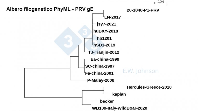 Figura 5. Albero filogenetico PhyML - PRV gE che mostra ceppi di tipo 1 (simile a kaplan/becker), ceppi &quot;classici&quot; di tipo 2 (simili a Fa/SC/Ea) e ceppi di tipo 2 a virulenza superiore (simili a TJ&nbsp;/hb1201) . I casi recenti di PRV, questo caso [20-1048] e l&#39;encefalite umana PRV hSD1-2019 sono raggruppati con TJ/hb1201.
