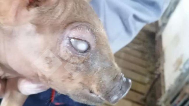 Immagine 1. Suino con opacità corneale.