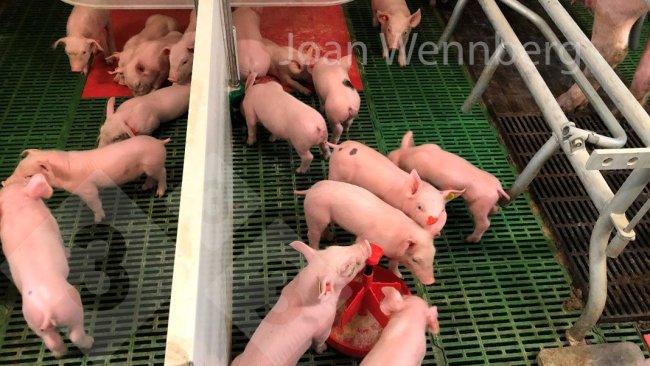 Figura 2. Fornire crep feedp dal 4-5° giorno ha una funzione durante quei primi giorni di stimolare la curiosità del suinetto nei confronti del mangime, ecco perché la linea guida di quantità minime, il maggior numero possibile di volte al giorno...
