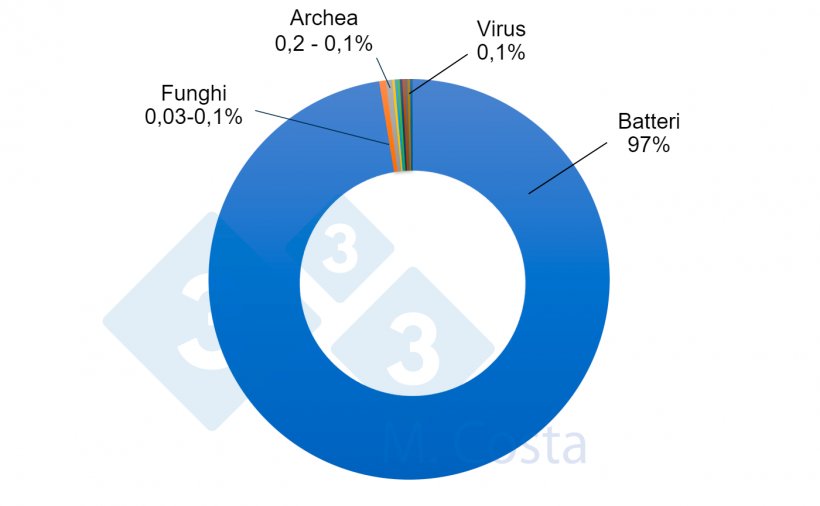 Figura 1 - Proporzione relativa stimata dei diversi microrganismi nel microbioma intestinale suino. Sebbene i batteri rappresentino la stragrande maggioranza dei microbi nell&#39;intestino dei suini, altri microrganismi svolgono un ruolo importante nella complessa rete che costituisce l&#39;interazione tra l&#39;intestino e il microbiota.
