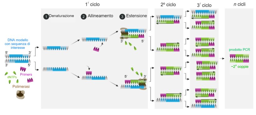 Il test PCR come strumento diagnostico (1/2): Principi di base ...
