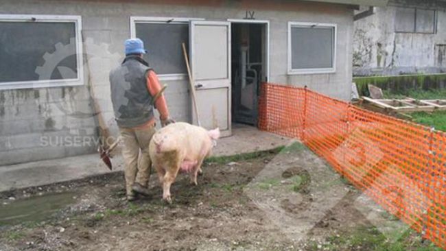 Un solo addetto riesce tranquillamente a spostare le scrofe, dovendo badare solo ad un lato del percorso. Con l&rsquo;abitudine, le scrofe imparano a transitare da sole, anche se il controllo &egrave; sempre necessario, per evitare l&rsquo;esuberanza di qualche animale che si mette a correre (per sfogare le settimane di stabulazione in gabbia).
