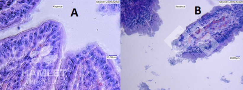 Figura 2. Immagini al microscopio elettronico della mucosa intestinale dei suinetti alimentati con: (A) farina di soia processata&nbsp;enzimaticamente per ridurre il contenuto di fattori antinutrizionali (a sinistra) e (B) farina di soia convenzionale (a destra). Nell&#39;immagine B si possono vedere evidenti lesioni. Immagini copyright Hamlet Protein.
