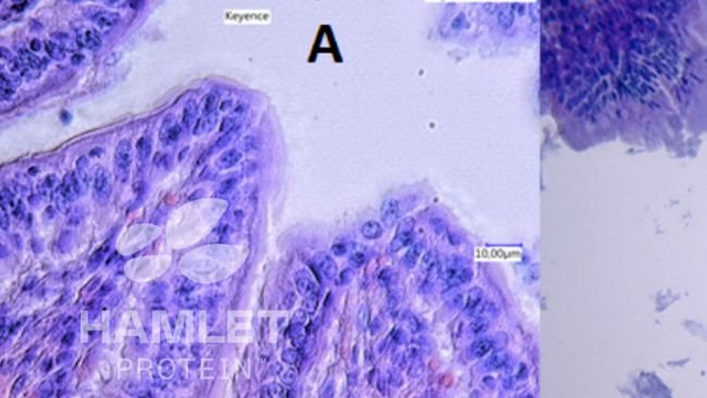 Figura 2. Immagini al microscopio elettronico della mucosa intestinale dei suinetti alimentati con: (A) farina di soia processata enzimaticamente per ridurre il contenuto di fattori antinutrizionali (a sinistra) e (B) farina di soia convenzionale (a destra). Nell'immagine B si possono vedere evidenti lesioni. Immagini copyright Hamlet Protein.