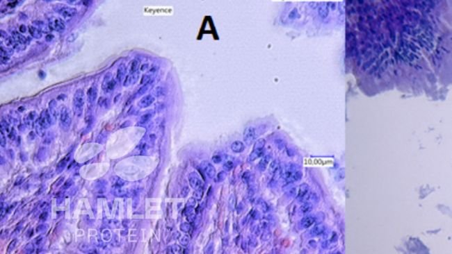 Figura 2. Immagini al microscopio elettronico della mucosa intestinale dei suinetti alimentati con: (A) farina di soia processata&nbsp;enzimaticamente per ridurre il contenuto di fattori antinutrizionali (a sinistra) e (B) farina di soia convenzionale (a destra). Nell&#39;immagine B si possono vedere evidenti lesioni. Immagini copyright Hamlet Protein.
