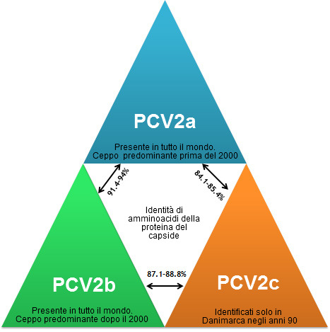 Principales genotipos de PCV2 y su relación en base a los genes de la cápside.