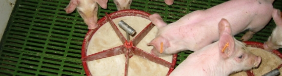 Preparaci&oacute;n de una papilla