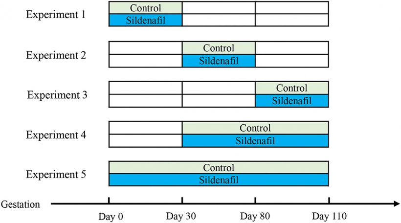 Figura 1. Rappresentazione schematica del disegno sperimentale in base a differenti periodi di supplementazione durante la gestazione.
