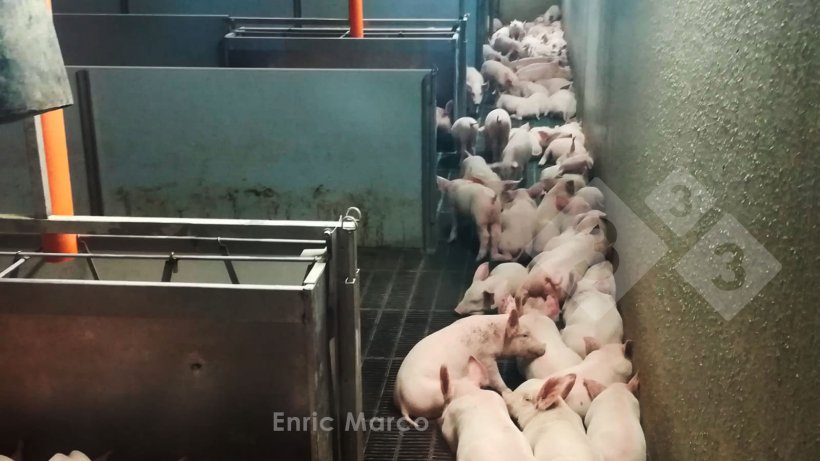 Foto 1. I suini evitano le correnti d&#39;aria.
