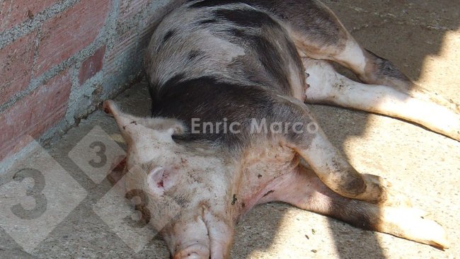Foto 1. Grasso morto per una polmonite da Actinobacillus pleuropneumoniae.