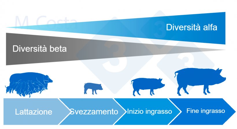 Figura 4. Dinamica della diversit&agrave; alfa e beta durante la vita del suino.
