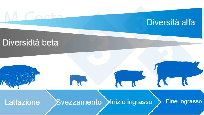Figura 4. Dinamica della diversità alfa e beta durante la vita del suino.