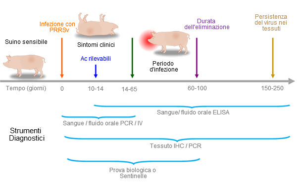 Capacità degli strumenti diagnositici in rilevare antigeni e anticorpi PRRSV durante l'infezione de PRRSV durante la infección.