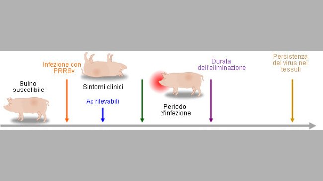 Capacità degli strumenti diagnositici in rilevare antigeni e anticorpi PRRSV durante l'infezione
