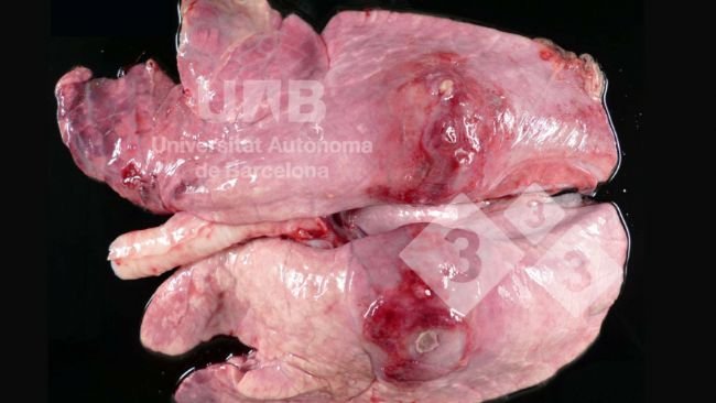 Figura 1. Pleuropolmonite fibrino-necrotizzante compatibile con App. Fonte: UAB.