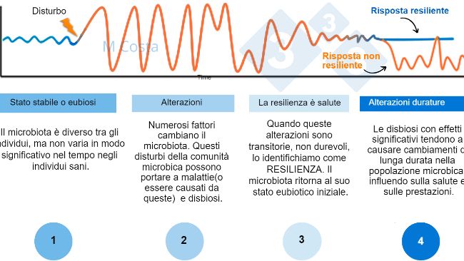 Figura 1 - Diagramma ipotetico che rappresenta la risposta del microbiota ad un disturbo. 1) Gli individui sani hanno un normale grado di variazione nel loro microbiota, che non porta a malattie (questo &egrave; chiamato eubiosi). 2) Un disturbo (ad esempio, stress termico) pu&ograve; portare all'instabilit&agrave; del microbiota, causando malattie. 3) Il microbiota resiliente torner&agrave; a uno stato simile a quello prima del disturbo, in cui non c'&egrave; malattia. 4) Il microbiota che non &egrave; resiliente non "recuperer&agrave;" e soffrir&agrave; di disbiosi e malattie.
