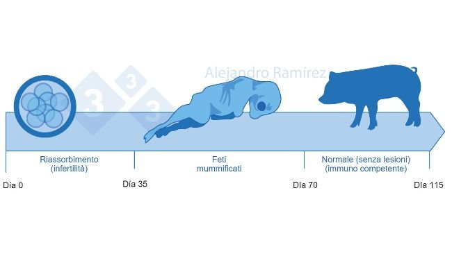 Infertilità e feti mummificati da Parvovirus.