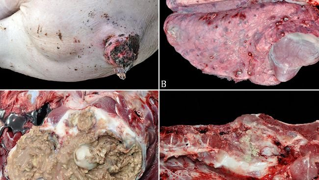 Foto 1.Embolia batterica sistemica nei suini in accrescimento. (A) Lesione da morsicatura della coda. Coda con lacerazione dei tessuti, superficie ulcerata e formazioni di crosta. (B) Polmonite embolica. Polmoni con aree multifocali nodulari e sode, giallastre e avvolte da un alone rossastro (ascessi). (C) Artrite suppurativa. Articolazione coxofemorale con una marcata quantità di contenuto purulento, circondata da una spessa capsula fibrosa. (D) Spondilite abscendativa. La regione sacrale è ingrandita e contiene al centro materiale friabile e purulento, circondato da aree biancastre e sode.