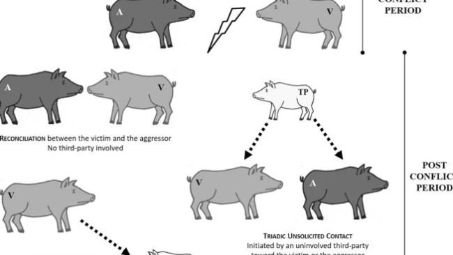 Grafico dei meccanismi post-conflitto osservati nei suini in studio. Legenda: un aggressore, V vittima; TP di terze parti