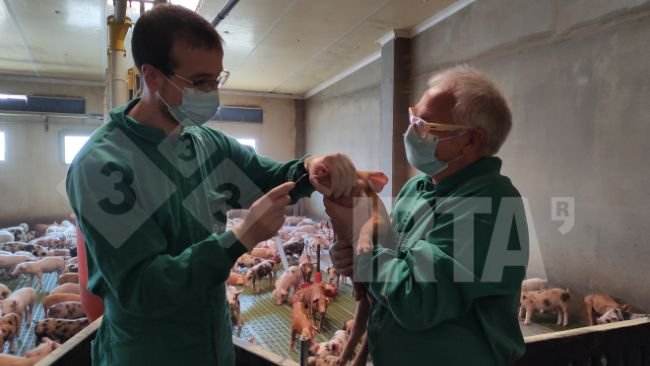 Foto 1. Prelievo di campioni nasali per studiare la presenza di Streptoccocus suis in svezzamento.