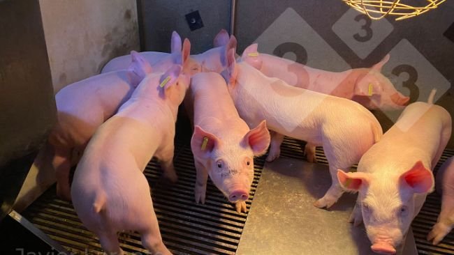 Foto 3. Suinetti appena svezzati di alta qualità. Maggiore probabilità di successo dopo lo svezzamento.