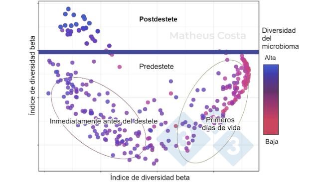 Figura 1. Grafico a dispersione che mostra le associazioni tra la composizione del microbioma dei suini durante i primi giorni di vita (0-7 giorni), immediatamente prima dello svezzamento (21 giorni) e dopo lo svezzamento (100 giorni). Il cambiamento maggiore si osserva tra i campioni pre-svezzamento e post-svezzamento. La diversità alfa raggiunge il picco dopo lo svezzamento (indicato come "diversità del microbioma").