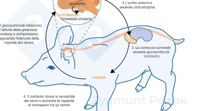Figura 2. Da minuti a ore dopo che si verifica lo stress, l'asse ipotalamo-ipofisi-surrene (HPA) viene attivato. L'ipofisi secerne corticotropina che, una volta raggiunta la corteccia surrenale, provoca la secrezione di glucocorticoidi, compreso il cortisolo. I glucocorticoidi inibiscono l'attività della ghiandola pituitaria e dell'ipotalamo, regolando così l'intensità della risposta allo stress. Il cortisolo è stato ampiamente utilizzato come marcatore di stress nei suini, nonché come test non invasivo della saliva.