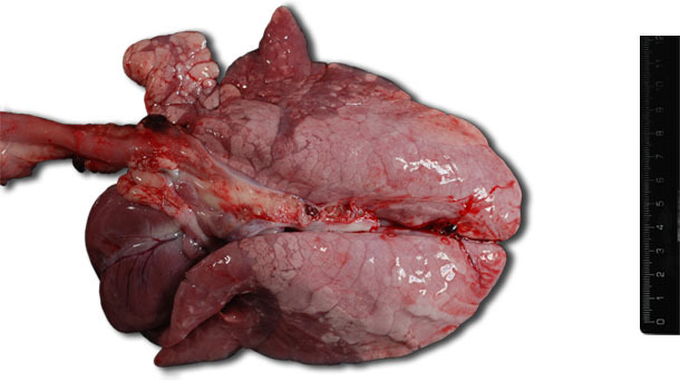Consolidamento polmonare cranio-ventrale bilaterale