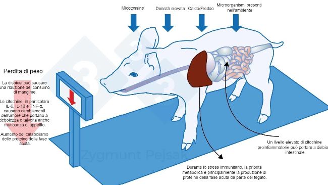 Figura 3. Uno dei costi extra di uno stato di allerta prolungato &egrave; la diminuzione dell'appetito e di conseguenza un periodo di ingrasso pi&ugrave; lungo. Poich&eacute; la pressione dei fattori di stress ambientale influisce in modo diverso su ciascun animale, si verificher&agrave; una differenziazione del peso dei suinetti svezzati o dei suinetti da ingrasso della stessa et&agrave;. La differenziazione del peso tra animali della stessa et&agrave; pu&ograve; avere gravi conseguenze economiche. Inoltre, soprattutto negli animali giovani, una dieta che non contenga nutrienti essenziali per aumentare la resistenza anti-infettiva pu&ograve; rendere gli animali pi&ugrave; vulnerabili.
