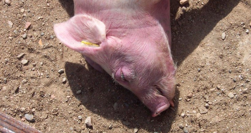 Monitoraggio nella fase di crescita (III)