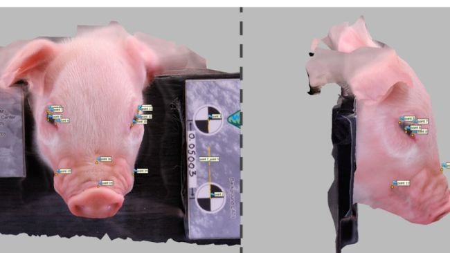 Figura 2. Elaborazione del modello in Agisoft Metashape (suinetto di una figliata di 10 a 4 ore dopo la castrazione come esempio): (a) Set di 11 immagini immesse in Metashape; (b) Set di 9 immagini allineate con successo nello spazio 3D da Metashape come rappresentato da rettangoli blu visti frontalmente e dall'alto; (c) Da sinistra a destra una vista del modello di nuvola di punti sparsa, wireframe e texture (ovvero con sovrapposizione di foto 3D) di un modello elaborato di un suinetto; (d) Posizione dei 16 punti di riferimento, inclusi 4 punti di riferimento per la scala nello stampo.
