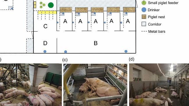Fig. 1. (a) Layout del sistema di allattamento multiplo (MS) per scrofe e suinetti composto da due unità MS e un'area di allattamento intermittente (IS). Ogni unità MS conteneva 5 recinti da parto con nidi per maialini (A), un'area SM comune che comprendeva un'area di riposo (B), un'area di alimentazione (C) e un'area  sporca (D). In ogni recinto da parto c'era un nido riscaldato per i suinetti, una mangiatoia con abbeveratoio per le scrofe e un abbeveratoio per i suinetti. Per scrofe e maialini erano disponibili due abbeveratoi extra nella zona di riposo e un abbeveratoio nell'area  sporca. L'area di alimentazione conteneva cinque mangiatoie per le scrofe e un'area circostante accessibile solo ai suinetti. Nelle cinque mangiatoie era presente una mangiatoia in acciaio inox a pavimento con cinque mangiatoie, separate da sbarre metalliche orizzontali, accessibile sia alle scrofe che ai suinetti. Nell'area circostante c'erano tre piccole mangiatoie rotonde (diametro: 28 cm) (utilizzate fino al giorno 35 p.p.), una mangiatoia automatica per suinetti controllata da sensori contenente dieci posti di alimentazione (Rondomat, Fancom B.V., Paesi Bassi) (utilizzata dal giorno 28 p.p.) e due tramogge di alimentazione con mangime per scrofe (utilizzate dal giorno 28 p.p.) per consentire ai suinetti l'accesso al mangime per scrofe durante l'intera giornata. Collegata all'unità MS c'era l'area IS (E), che comprendeva le poste di alimentazione per le scrofe (F) e un recinto per verri (G). (b) Area di alimentazione comune. (c) recinto da parto. (d) Zona SM comunale. (e) L'area tra l'area SM e l'area IS. (f) zona SI. (g) Reparto allevamento.