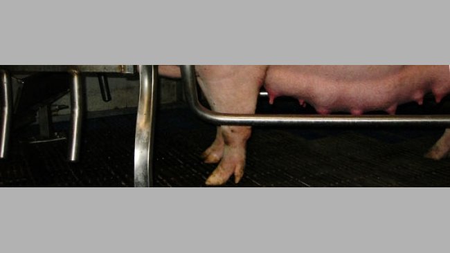 Scrofa gravida
