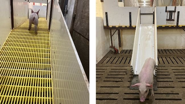Figura 1. I suinetti accedono alla rampa dal corridoio e lì vengono classificati per sesso, indirizzandoli attraverso gli scivoli posti su entrambi i lati.