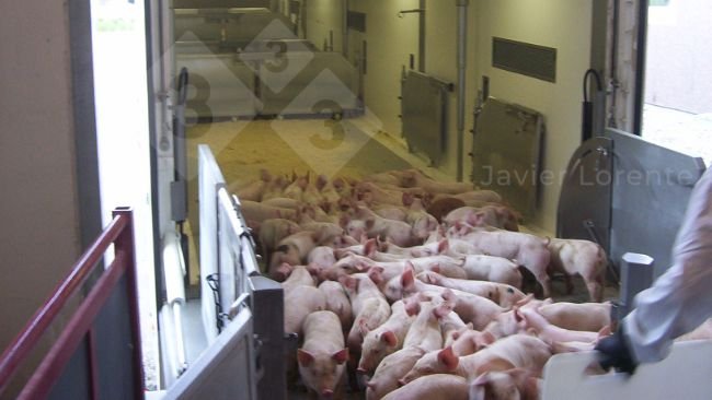 Foto 4. Suinetti che entrano nel camion. Camion preparato, condizionato e chiuso per evitare freddo e correnti d'aria sui suinetti.