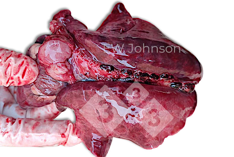 Figura 2. Polmoni dall&#39;aspetto gommoso con linfonodi polmonari emorragici ingrossati.
