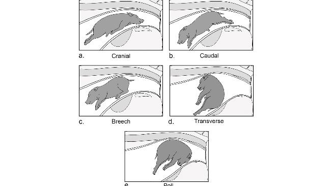 Figura 2.Posizionamento anatomico del suinetto all'interno del canale del parto al momento del parto: (a) presentazione cranica che coinvolge la testa che esce per prima e gli arti anteriori raccolti contro il corpo; (b) presentazione caudale che coinvolge prima le zampe posteriori, estese posteriormente lontano dal corpo; (c) posizione podalica che coinvolge i quarti posteriori prima e gli arti posteriori flessi in avanti verso il corpo; (d) posizionamento trasversale che comporta un posizionamento laterale del corpo con gli arti anteriori e posteriori per ultimi; (e) presentazione con un collo piegato con la testa premuta contro il corpo e il muso rivolto verso la cervice.