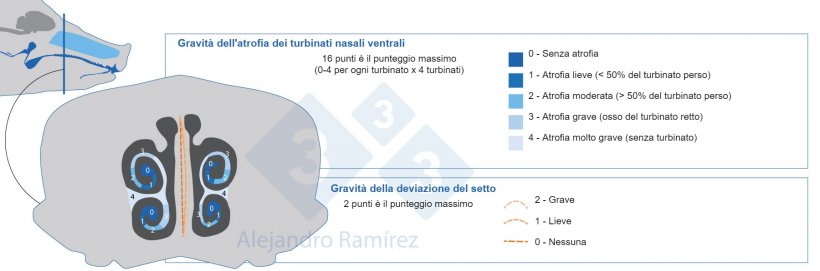 Metodo della Farmacopea Europea per la valutazione delle lesioni dei turbinati.
