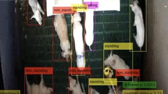Figura 2. Campione di rilevamento di un box a caso della prova sperimentale. Il metodo quantifica il comportamento di ogni suino in ogni periodo di tempo. L'indice di comportamento viene quindi calcolato in corrispondenza dell'intervallo di tempo, secondo un'equazione.