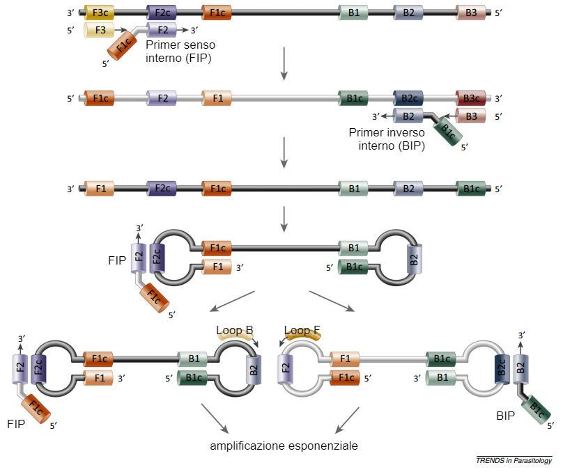 Figura 2. Formazione di loop di DNA nella reazione della polimerasi nel metodo LAMP. Fonte: Alhassan et al. 2015.
