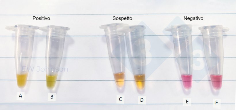 Figura 3. Provette per microcentrifuga da un test in situ del metodo LAMP in un caso di PSA. A: milza di scrofa morta, B: fluidi orali della stessa scrofa (A), C-F: fluidi orali sospetti e negativi.
