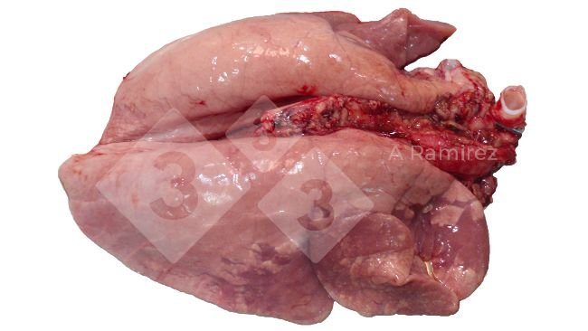 Figura 2. Consolidamento polmonare cranioventrale comune nelle infezioni da influenza A non complicate. Queste lesioni sono simili a quelle causate da Mycoplasma hyopneumoniae.