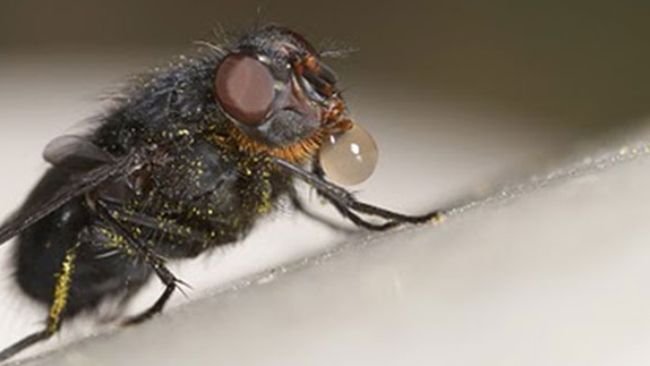 La mosca getta la saliva sul cibo per scioglierlo e poi lo succhia con la proboscide.