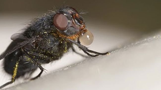 La mosca getta la saliva sul cibo per scioglierlo e poi lo succhia con la proboscide.
